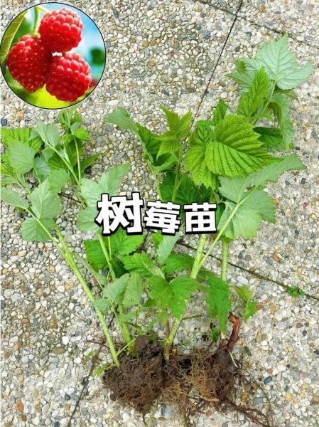 覆盆子种植前景如何_覆盆子亩收益多少钱