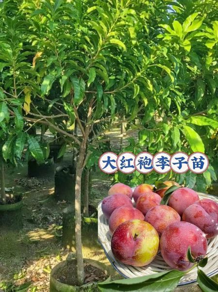 李子种植前景怎么样_李子市场销路好吗