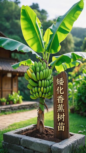 香蕉种植前景怎么样_香蕉市场未来五年会涨价吗