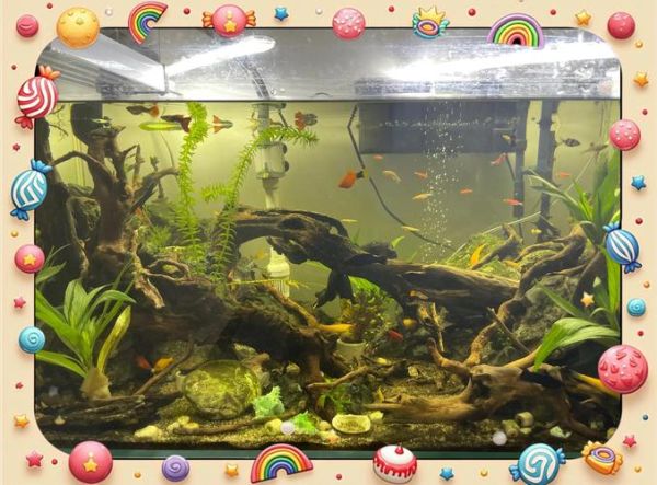 水族行业前景怎么样_2024年还能入场吗