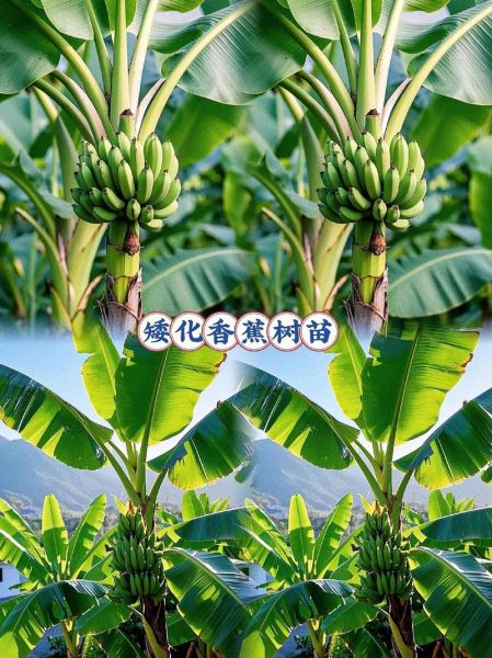 2018香蕉种植市场前景如何_香蕉种植成本与利润