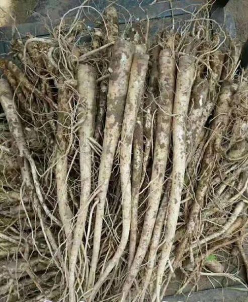 桔梗种植前景怎么样_桔梗种植赚钱吗