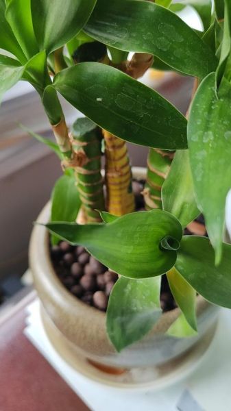 绿竹前景怎么样_绿竹种植前景如何